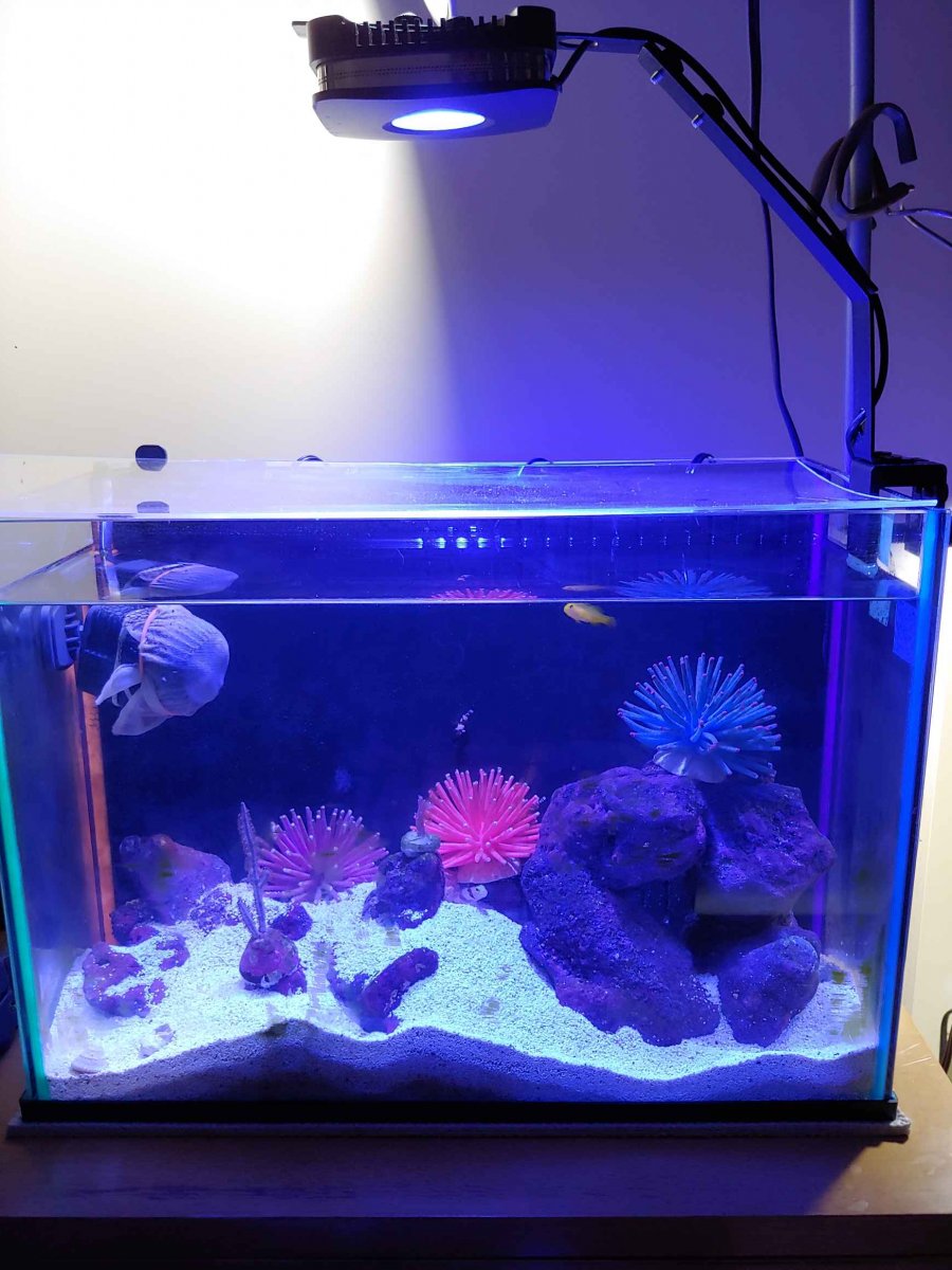 Lominie led aquarium store light