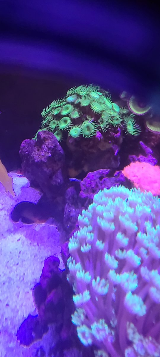 Sponge Eating Fish | Reef2Reef