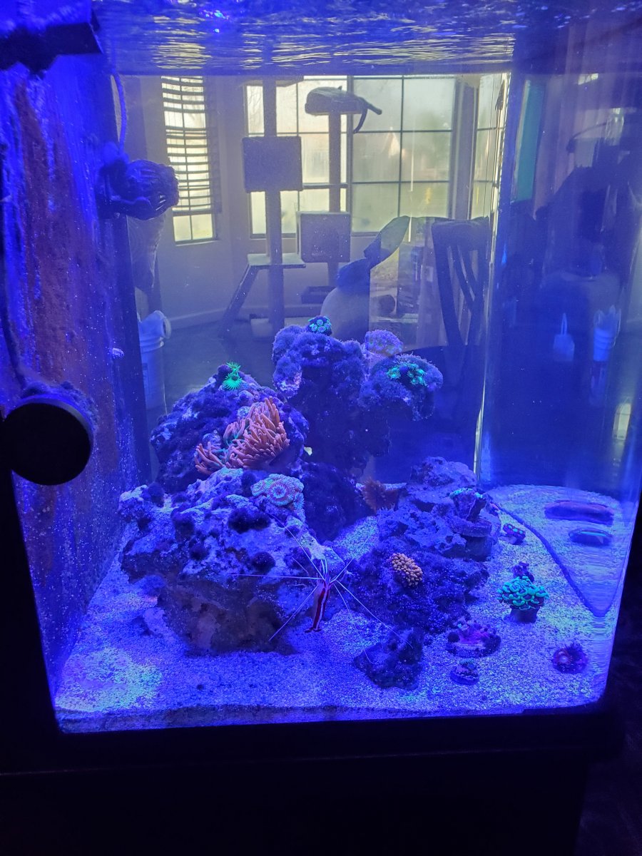 32 gallon Biocube thread post pics of your or questions on it! | Page 5 ...