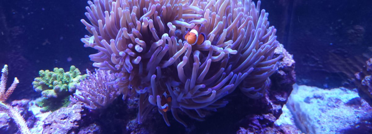 My Magnificent Sea Anemone Journey.... | Page 17 | REEF2REEF Saltwater ...