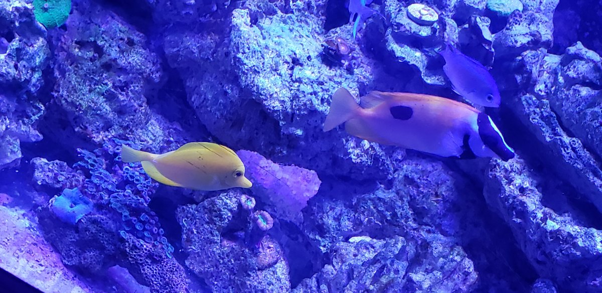 Long term Rabbitfish owners, please share your experiences & photos ...