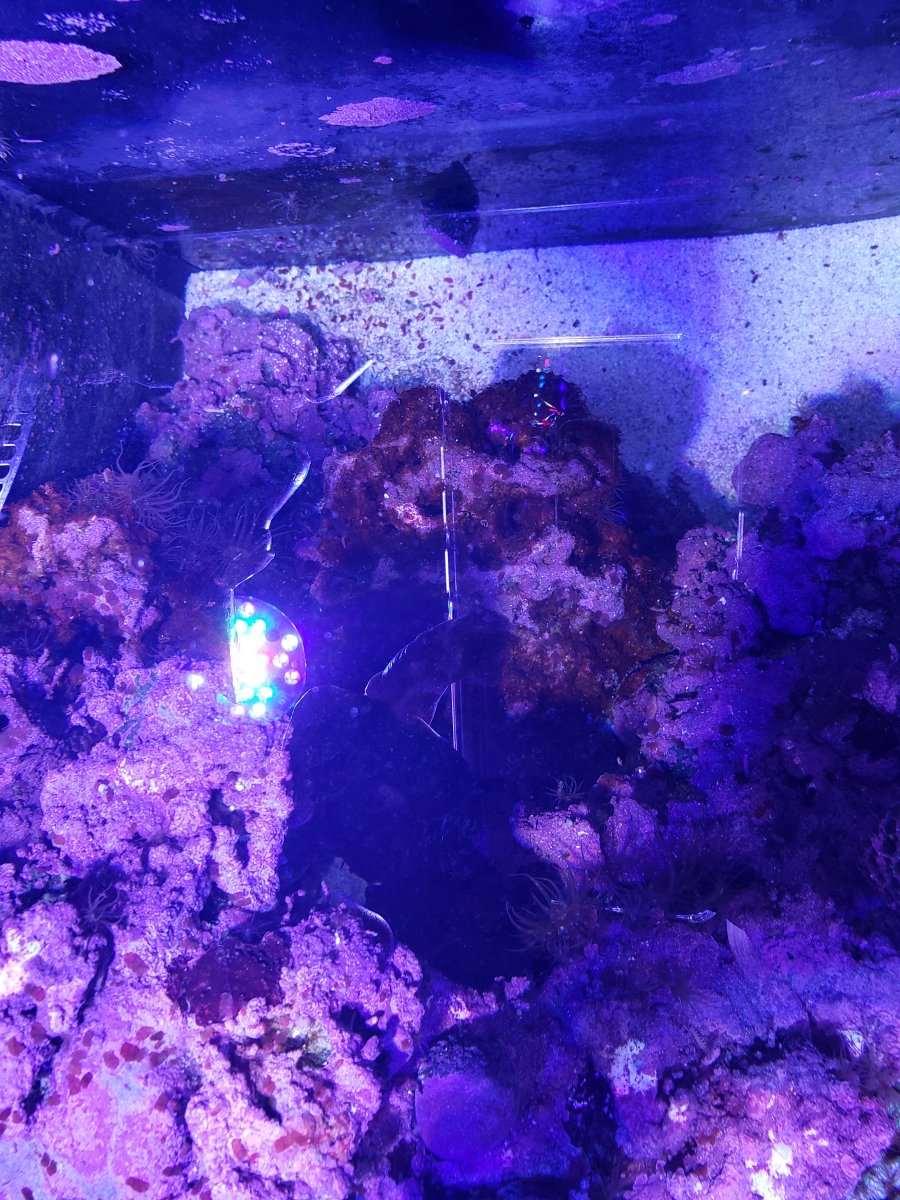 ID please, 