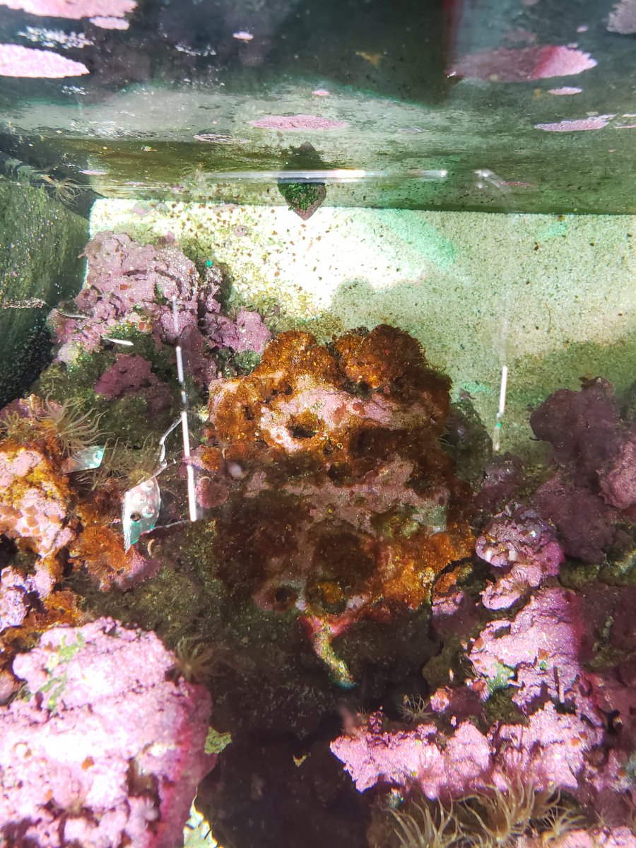 ID please, 