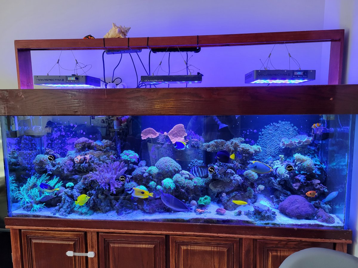 Viparspectra aquarium hot sale light