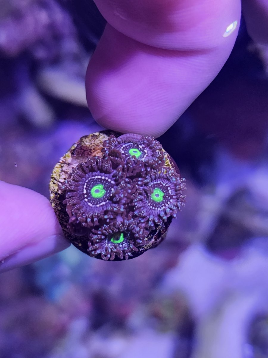 Zoa ID (a sexy zoa morph) | Reef2Reef