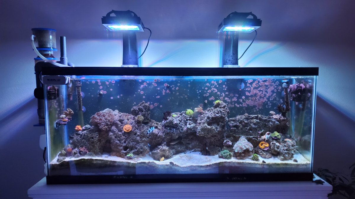 We're Moving! Tank is Coming! How's My Checklist? | Reef2Reef