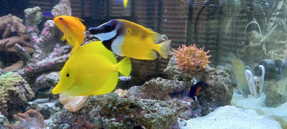 2 identical spots on foxface | Reef2Reef