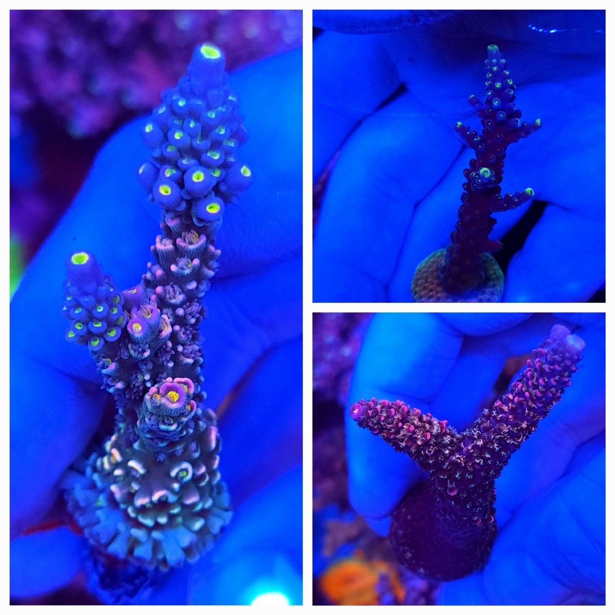 New York - Live Goods - Absolute highend acros zoa montis gonis lps ...