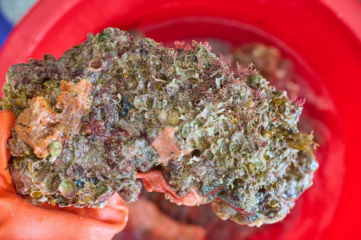 20221108-DSC_2025-Reef.jpg