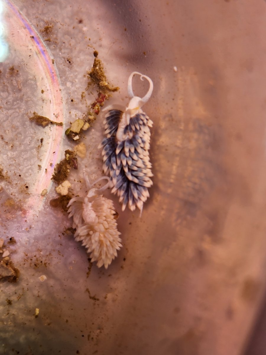 Blue berghia nudibranch REEF2REEF Saltwater and Reef Aquarium Forum