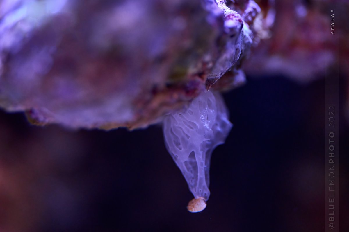 20221219-DSC_2473-Reef.jpg