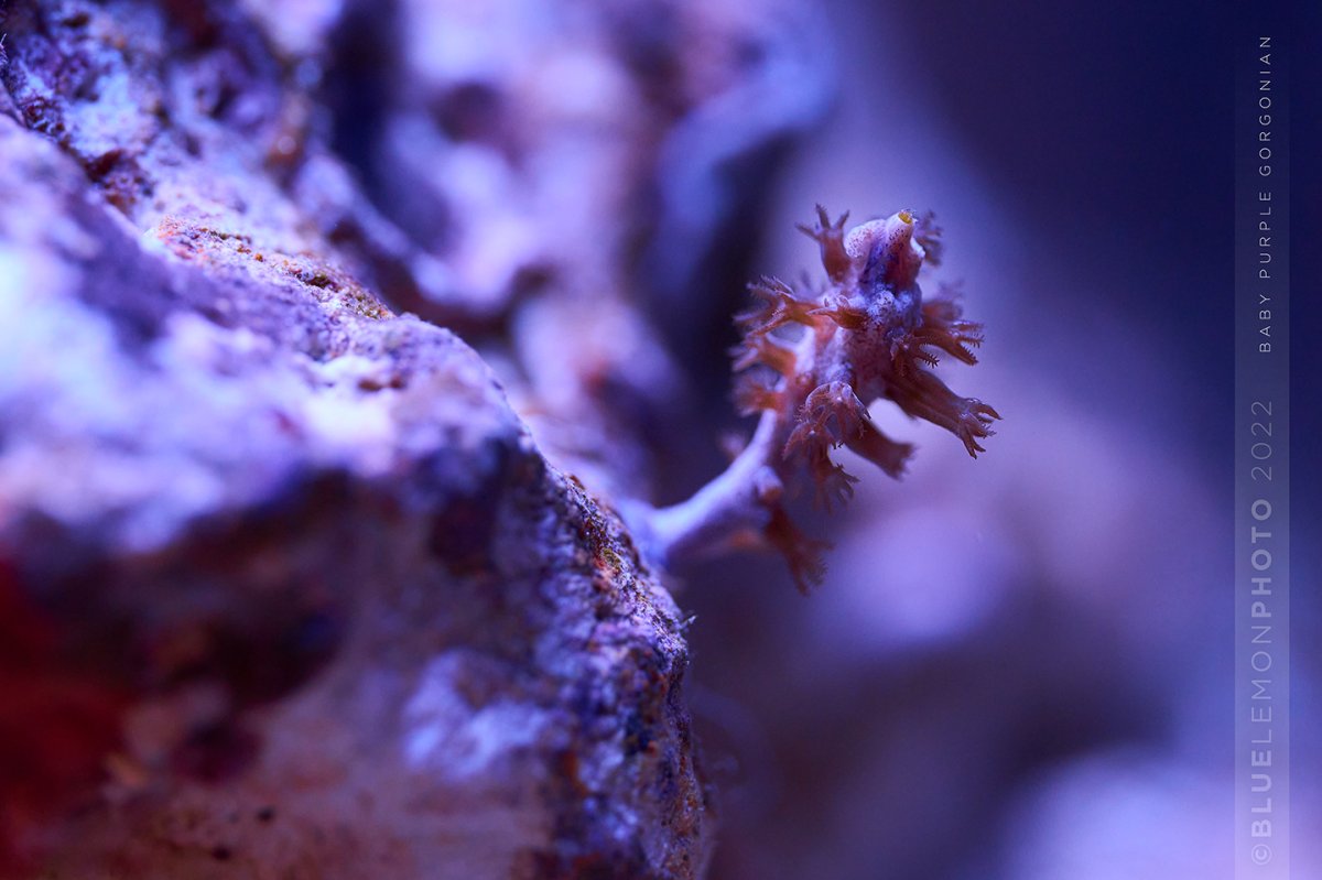 20221219-DSC_2479-Reef.jpg