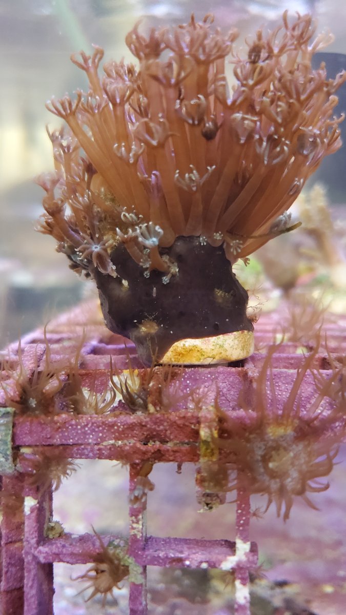 Is this black sea sponge??  REEF2REEF Saltwater and Reef Aquarium Forum