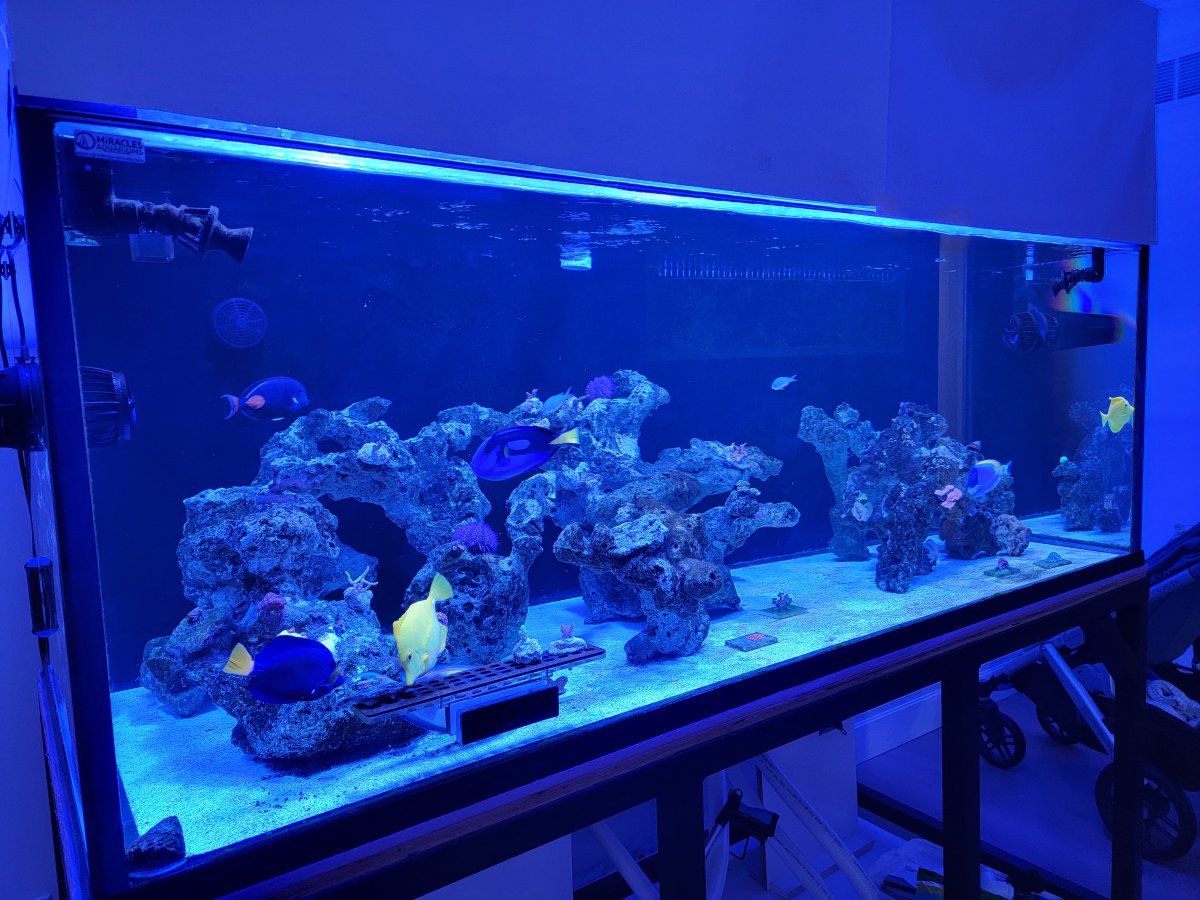 2023 Full Tank Shots (FTS) photos! Show off your reef here! | Page 6 ...