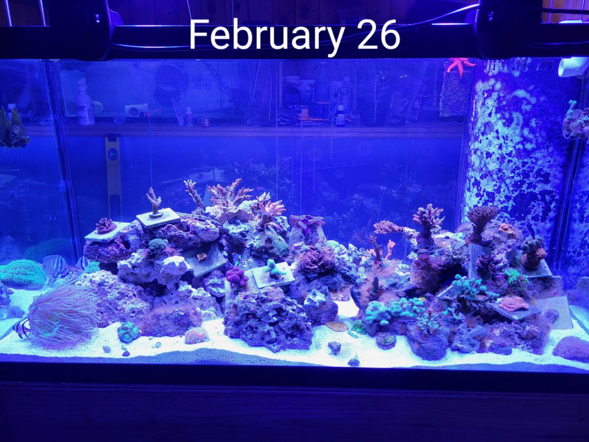 Thanksgiving fish tank decorations top