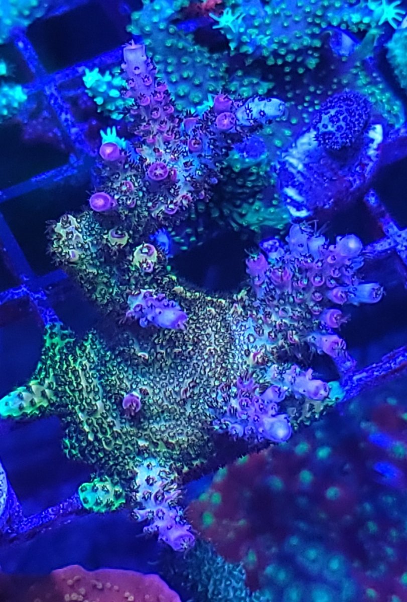 Acro identification please | Reef2Reef