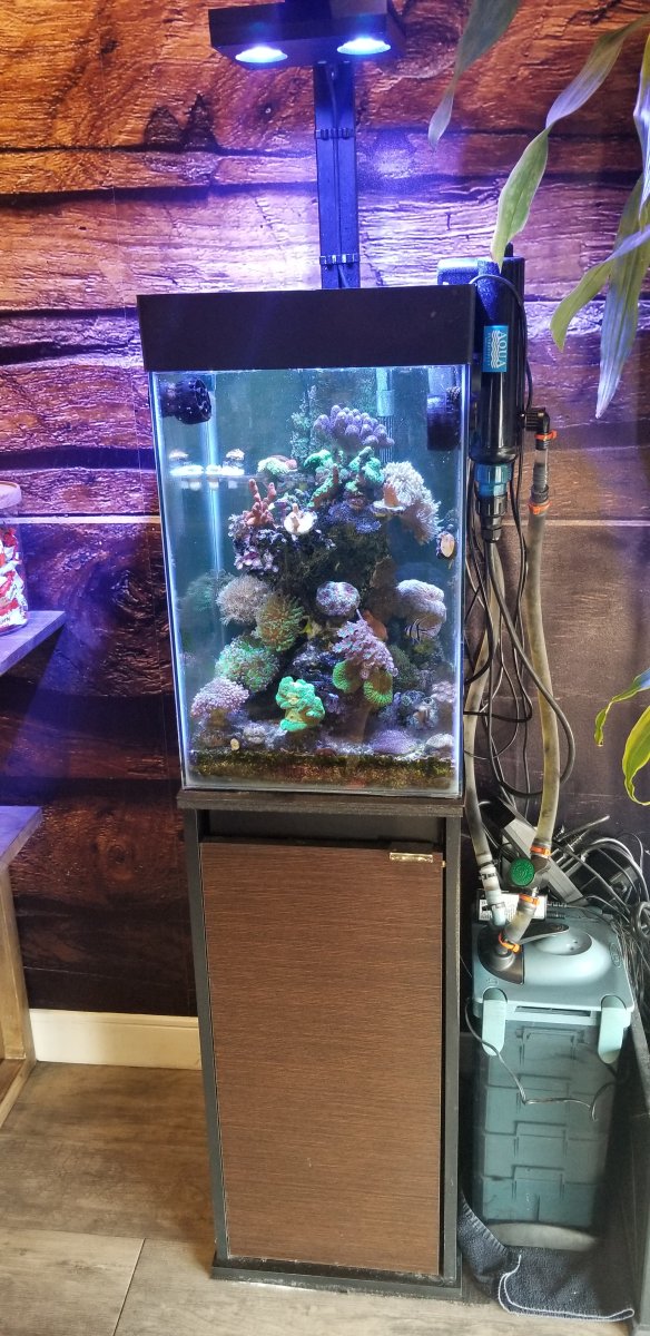 My aquaeon 15 gallon colum mix reef tank . What do you think ?