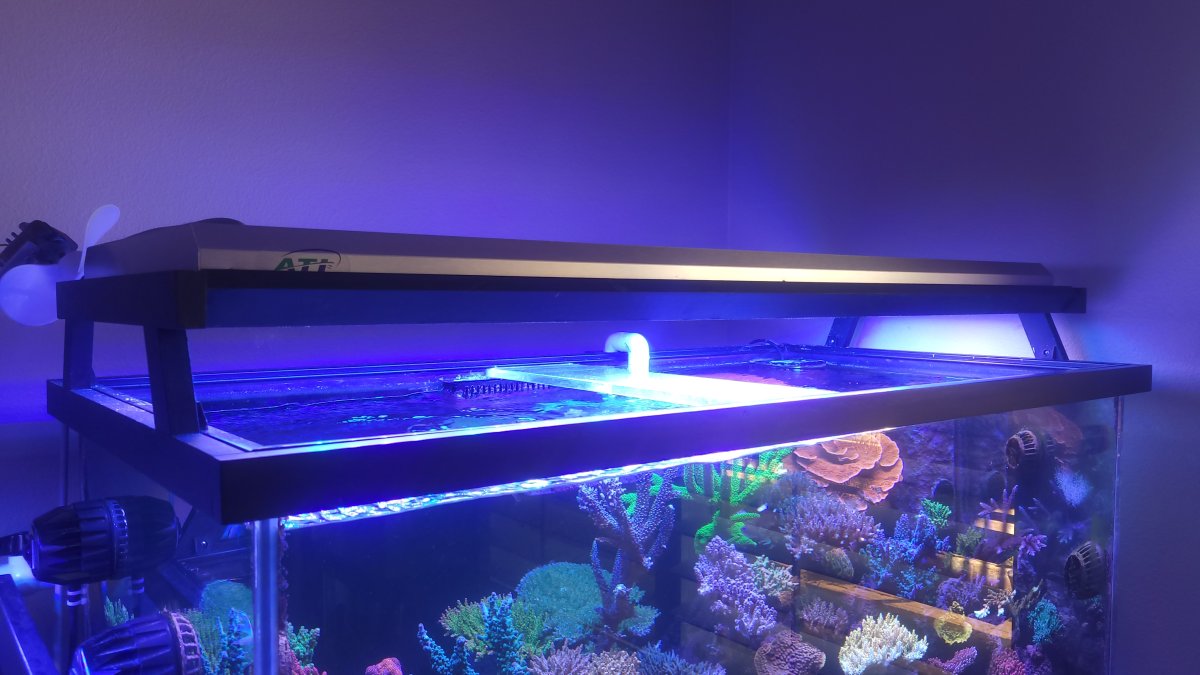 T5 discount coral light