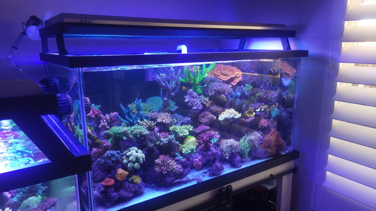 T5 lighting best sale for reef tank