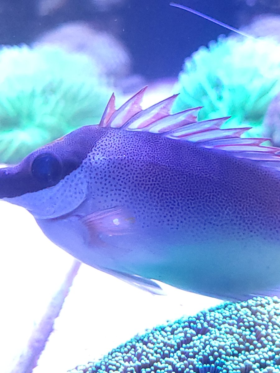 Magnificent Foxface with fin issue, rot? Bacterial? | Reef2Reef