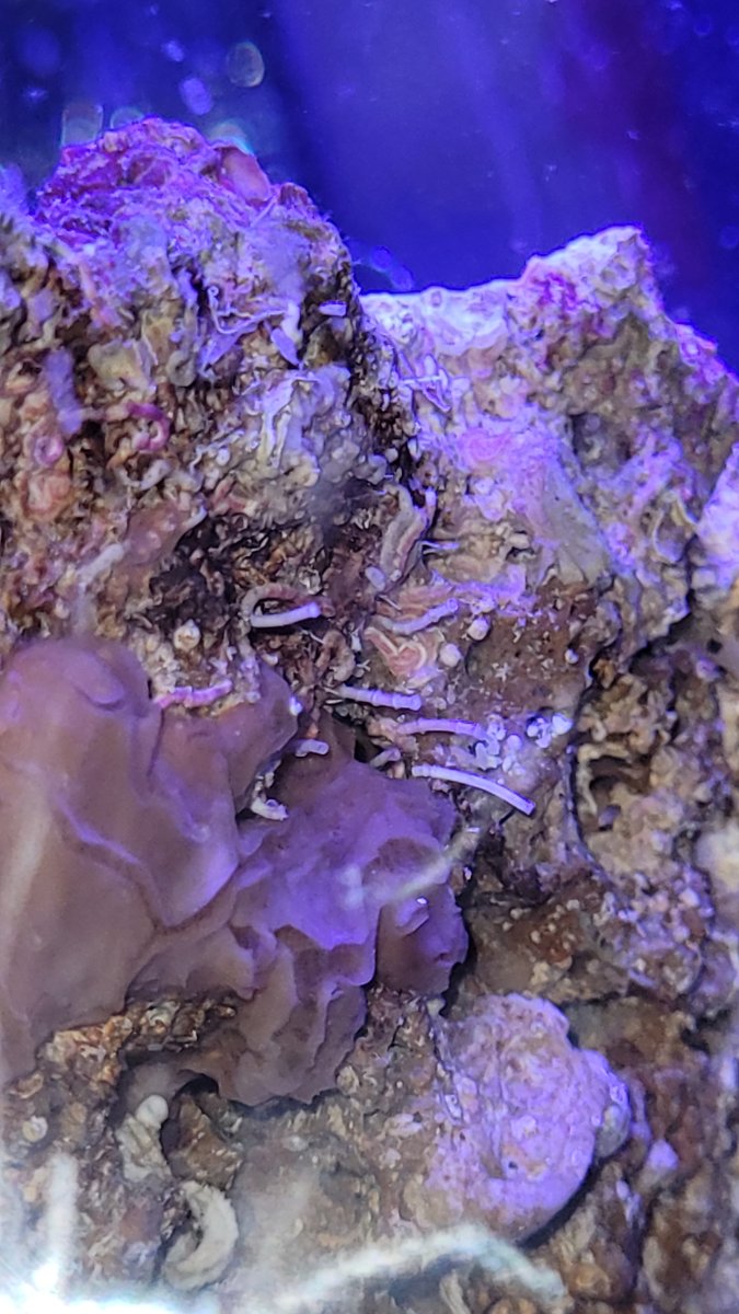 Are these hydroids? REEF2REEF Saltwater and Reef Aquarium Forum