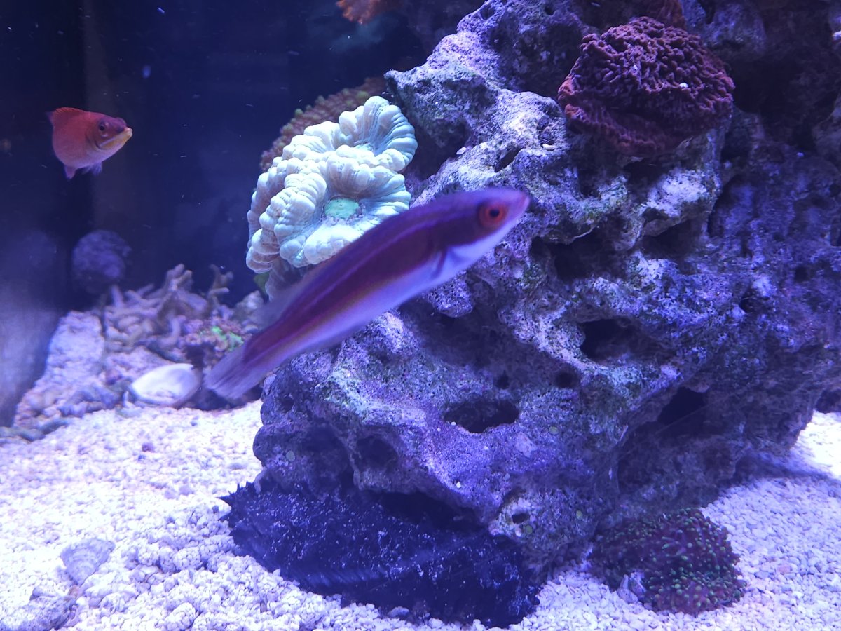 QUESTION OF THE DAY - Marine marvels: Do you keep uncommon fish in your ...