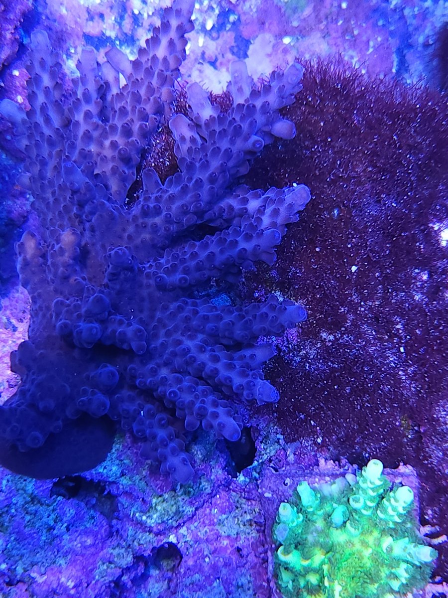 JF Purple Blade Simplex | Reef2Reef