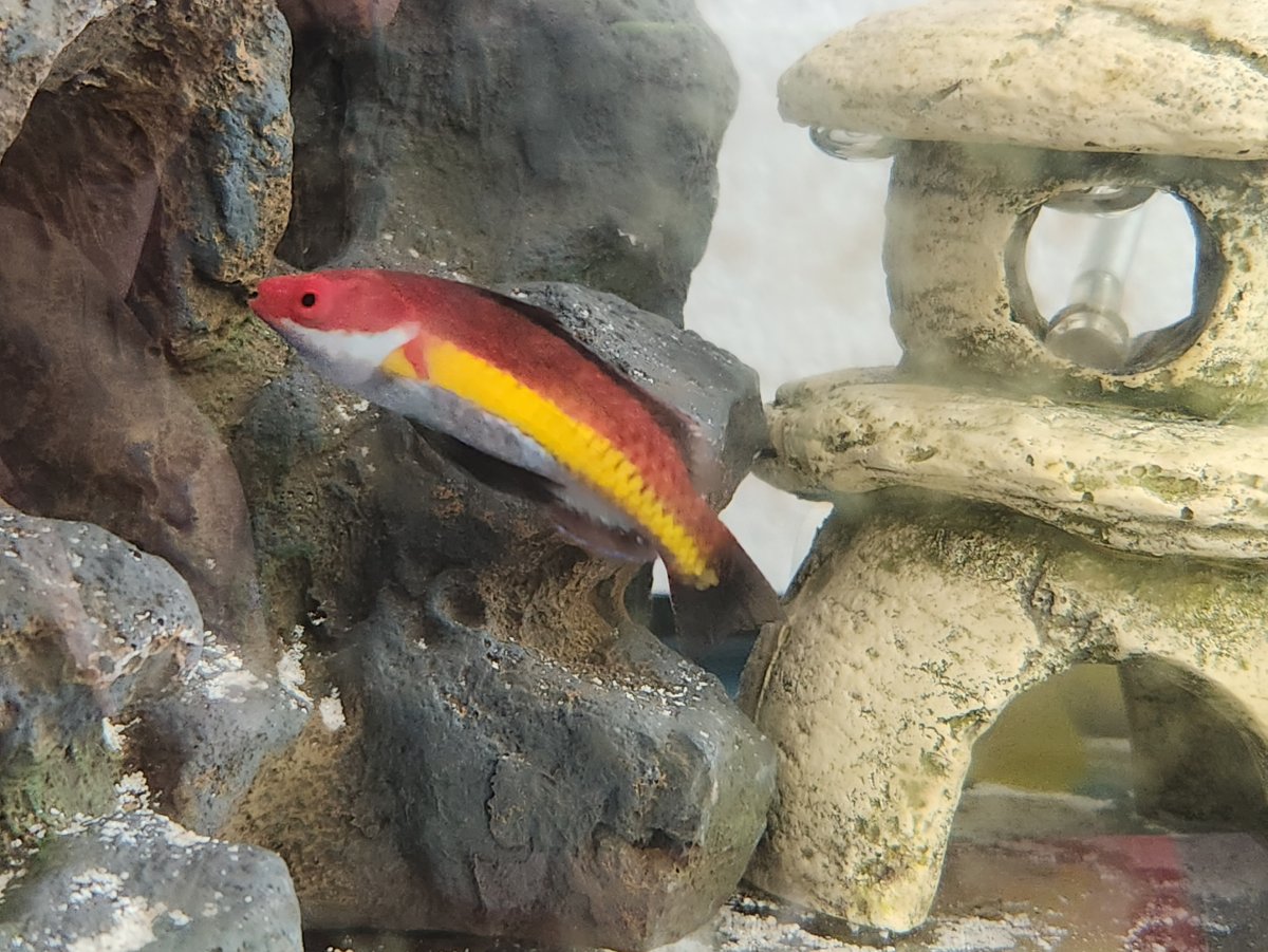 bump-on-wrasse-s-head-reef2reef