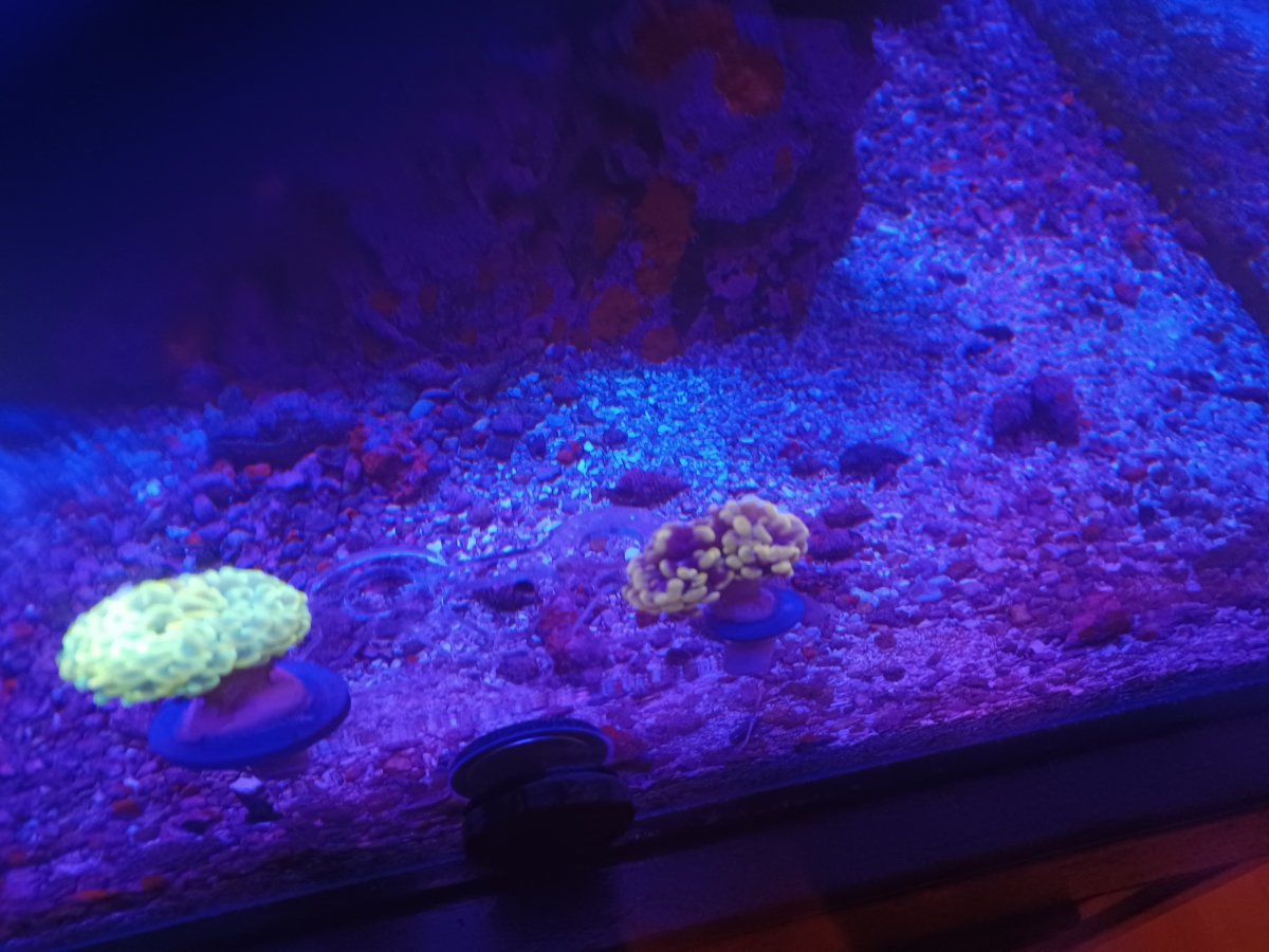 Build Thread - Robanister 120 Gallon SPS dominated tank | Reef2Reef