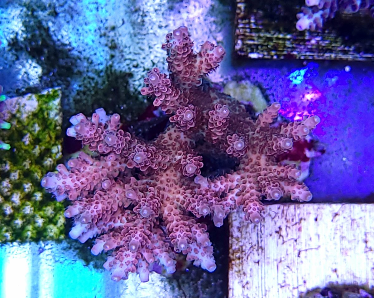 Anyone have this green blue tip staghorn | REEF2REEF Saltwater and Reef ...
