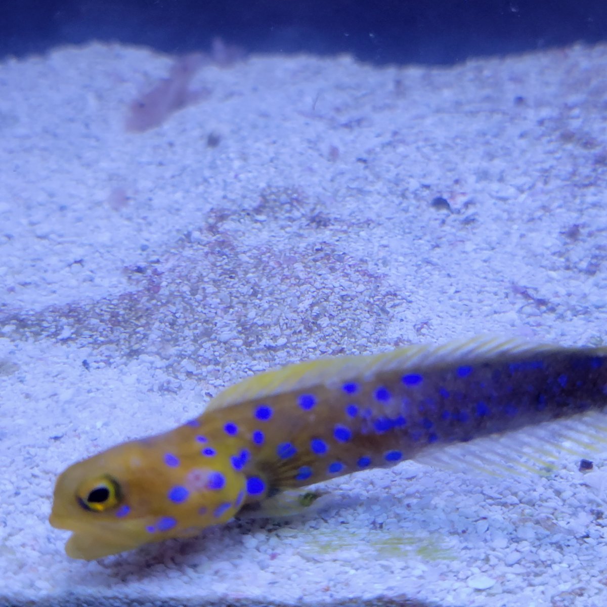 Blue spot jawfish REEF2REEF Saltwater and Reef Aquarium Forum