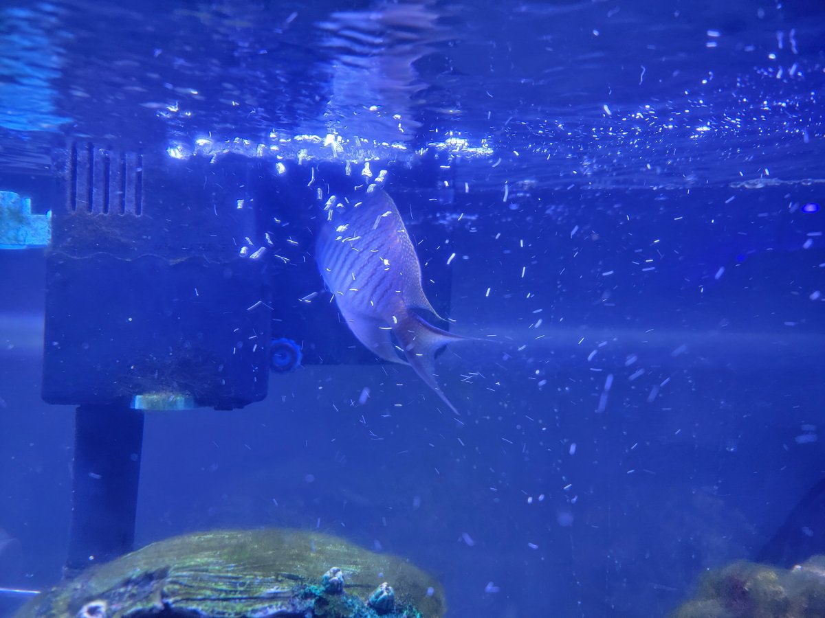 EMERGENCY - Swallowtail Angel fish gasping for air | Reef2Reef