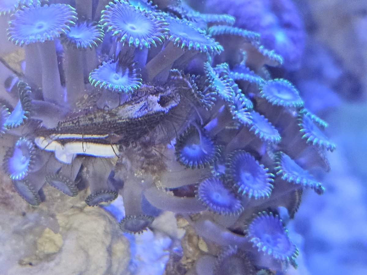 what the heck is this and how do i kill it? | Reef2Reef