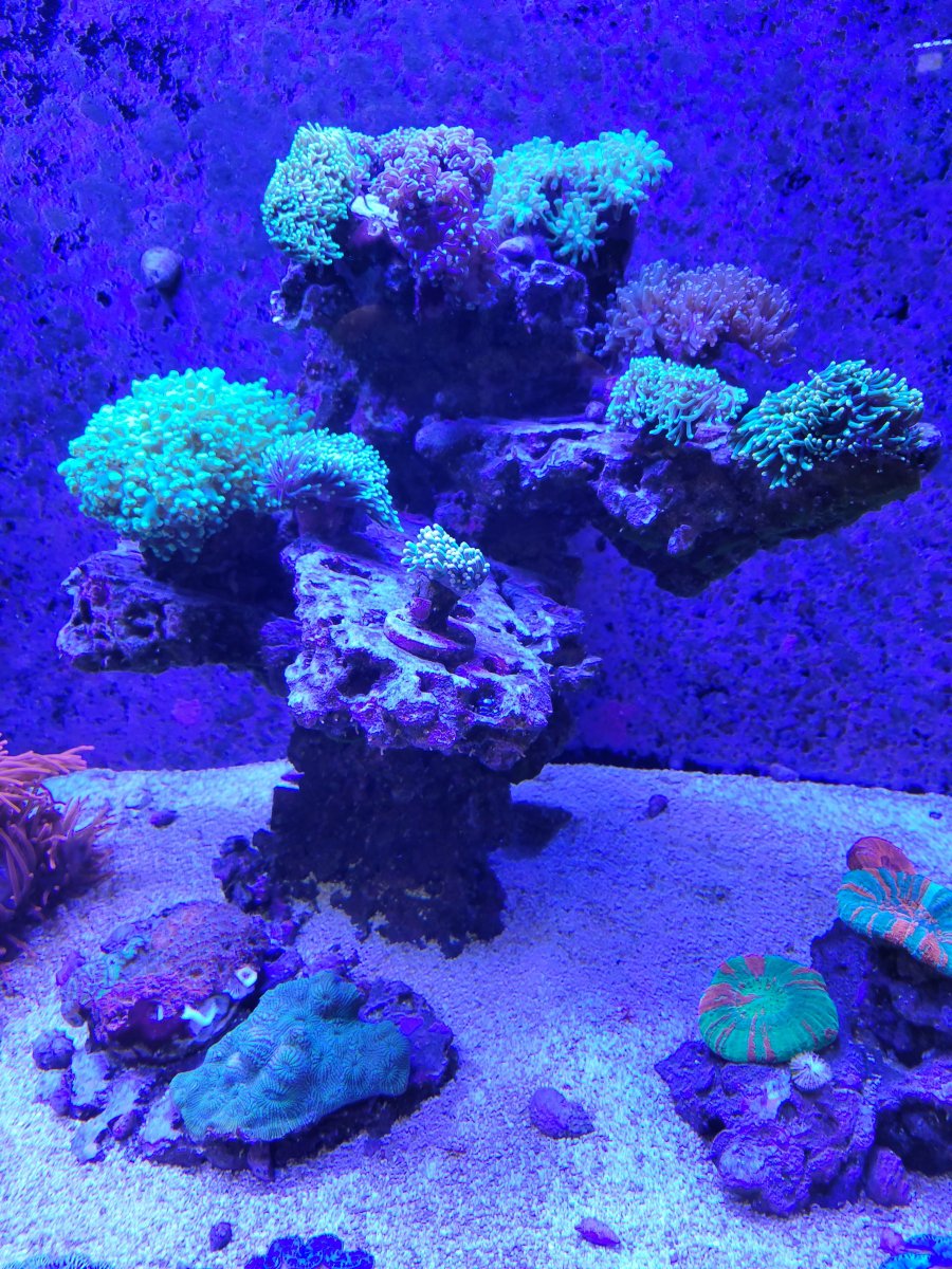 Build Thread - 08trdoffroad's Rimless 60 gal Mixed Reef