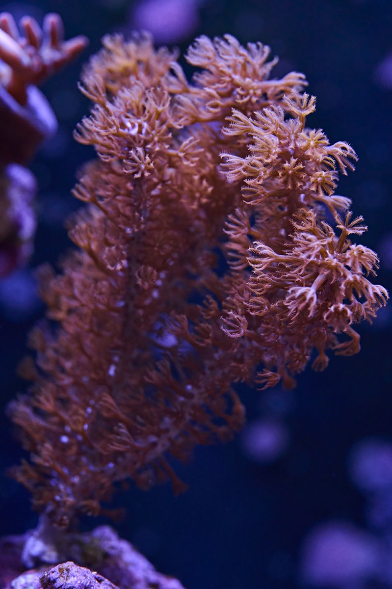 20231212-_DSC3596-Reef.jpg