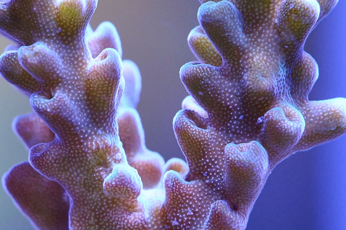 20240127-_DSC0777-Reef-Crop.jpg
