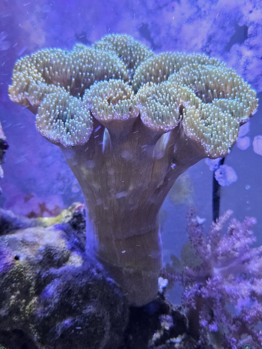 What the heck is on my toadstool? | Reef2Reef