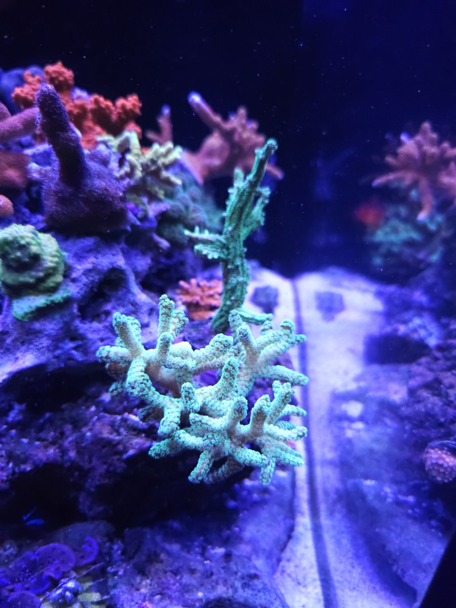 Build Thread - BuddhaReef's Reefhab Waterbox 60.2 | Reef2Reef
