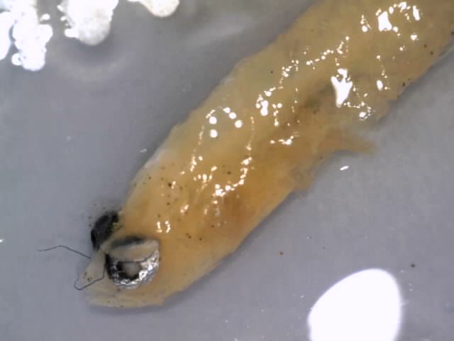 Identified fish fry found - ID help (suspected YWG) | Reef2Reef