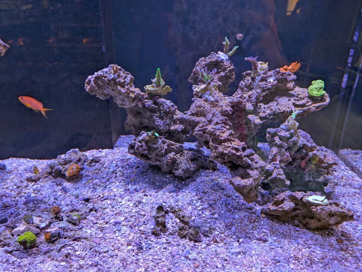 2024ReefTank_00076.jpg