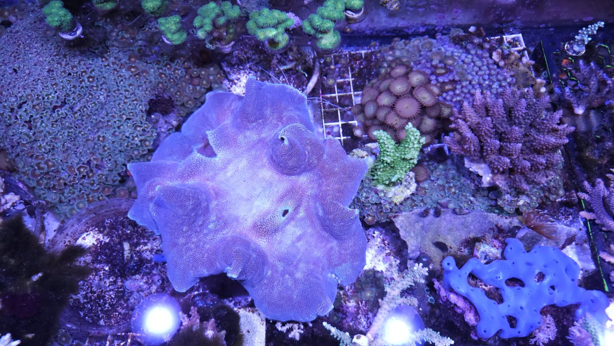 Lets see those CLAM photos! Clams that you have, had, or even ...