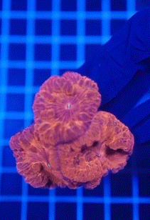 20251015_042325.gif
