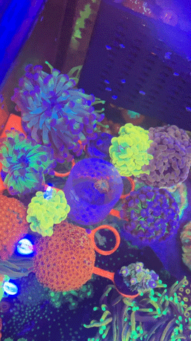 20251024_144330.gif