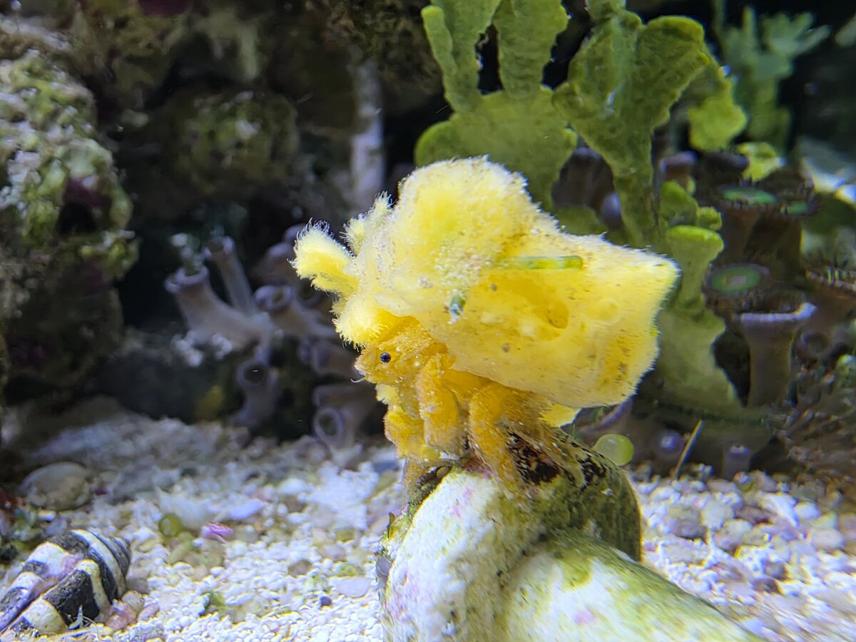 Why I’m Going “Invert-First” in My Reef Tank (And Why You Might Want To ...