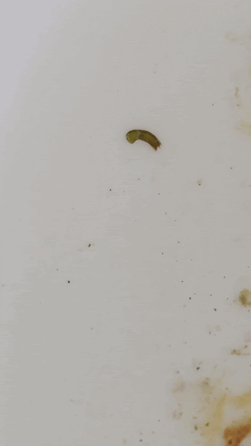 20260604_191310.gif