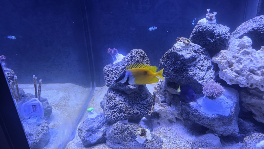 2026_reef_tank_0010.jpg