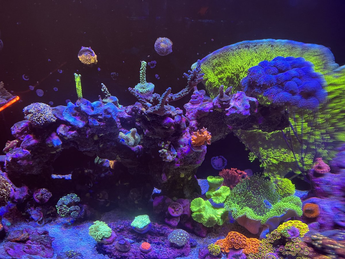 Snow day = tank day | Reef2Reef