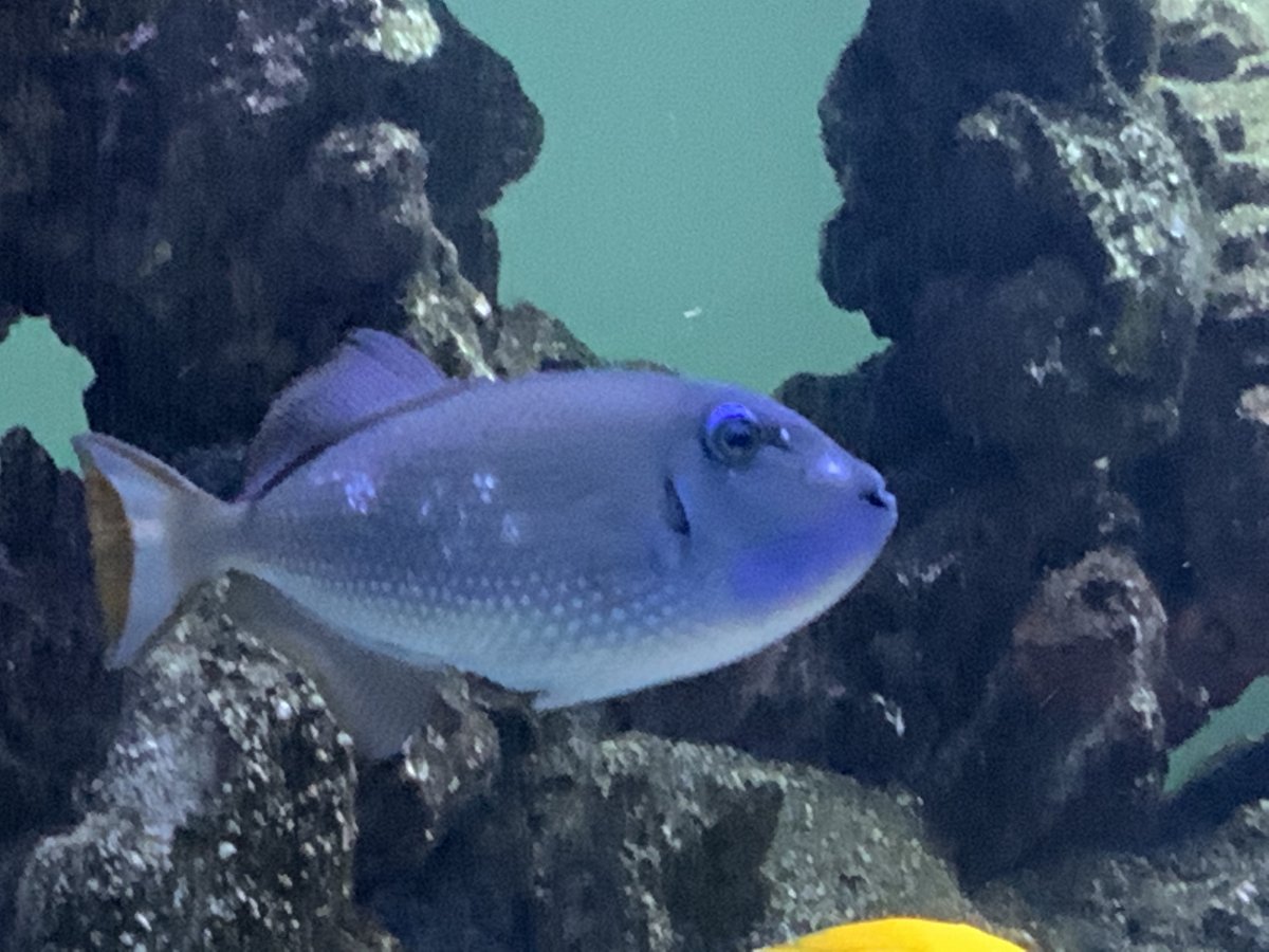 Blue throat trigger | Reef2Reef
