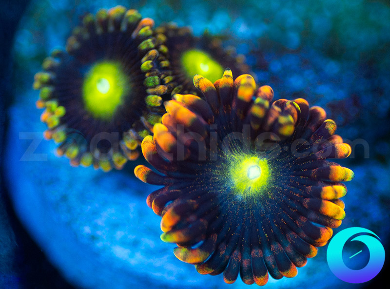 21-59-CK-Antimatter-zoa-A114.jpg