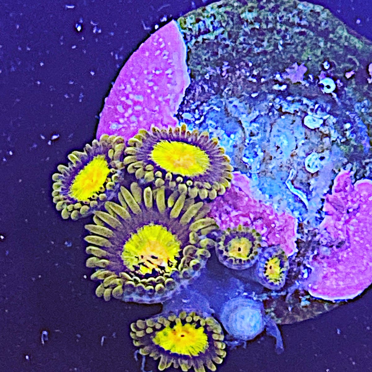 New York Corals for sale REEF2REEF Saltwater and Reef Aquarium Forum